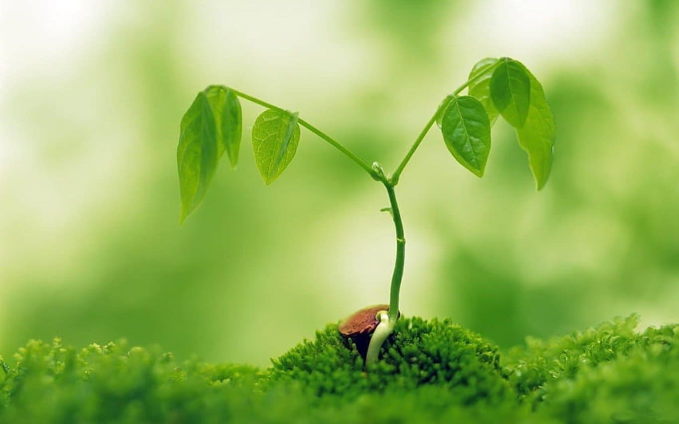 desktop-wallpaper-seeds-grow-macro-graphy-seeds