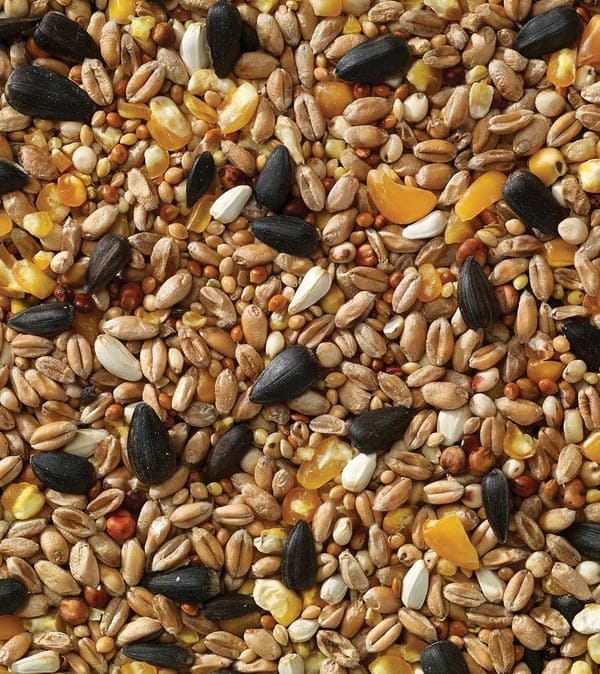 jkt-birdfeed
